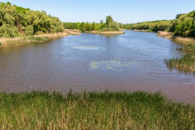 Natürmort niteliğine