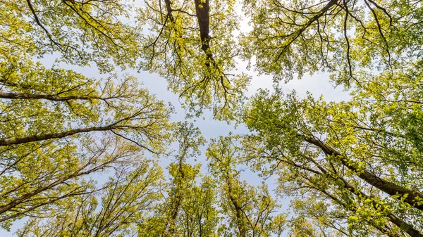 Forest — Stock Photo, Image