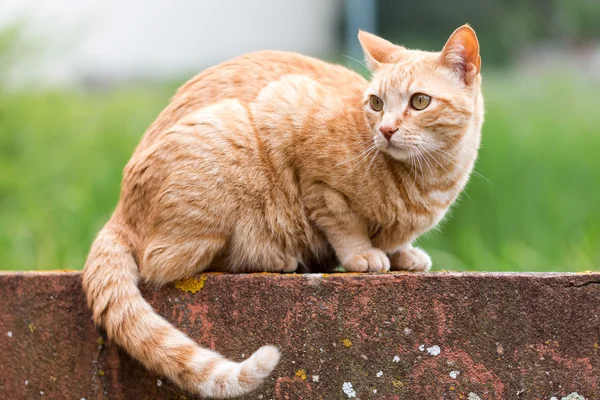 年轻的猫 — 图库照片