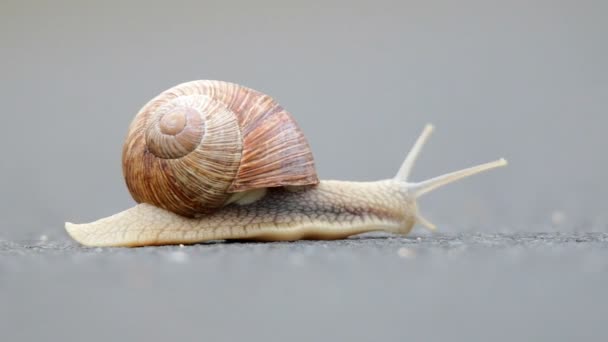 Lumaca bordeaux (Helix pomatia ) — Video Stock