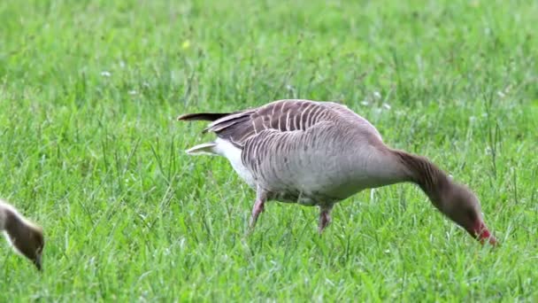 Anser fabalis, Oie des haricots, Bas-Rhin — Video