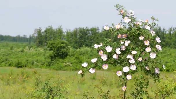 Hermosa flor salvaje rosal — Vídeo de stock