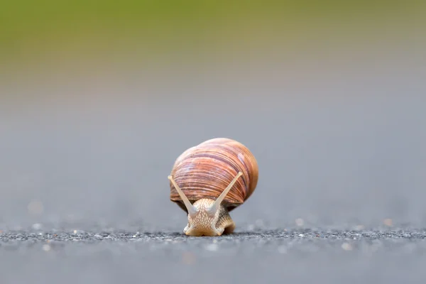 Caracol Borgonha (Helix pomatia ) — Fotografia de Stock