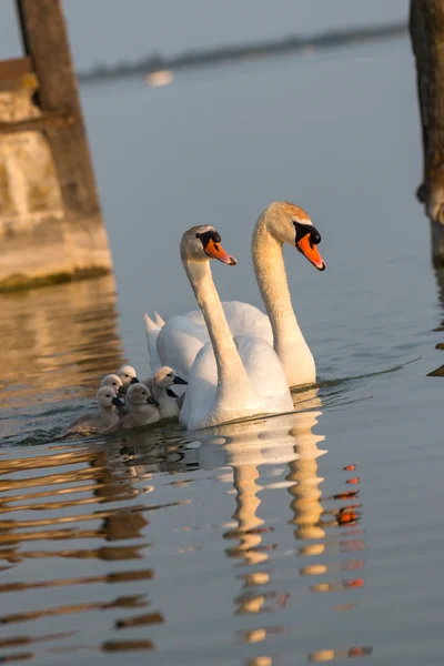 Svanfamilj — Stockfoto