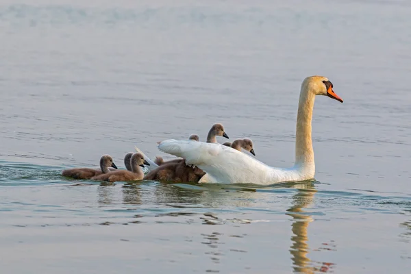 Família dos cisnes — Fotografia de Stock