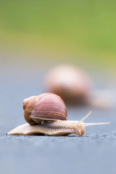 Bordó csiga (helix pomatia) — Stock Fotó