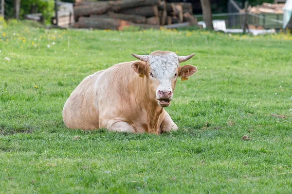 Hungarian bull — Stock Photo, Image