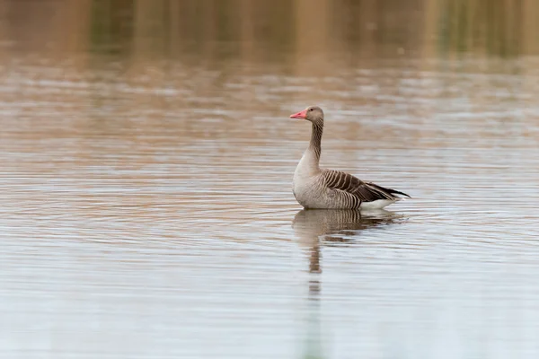 Anser fabalis, Bean Goose, Lower rhine family — Stock Photo, Image