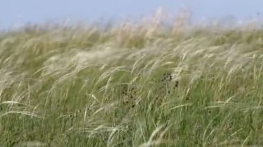 Kır çiçeği bir tüy-ot, Krummenacher arka plan üzerinde
