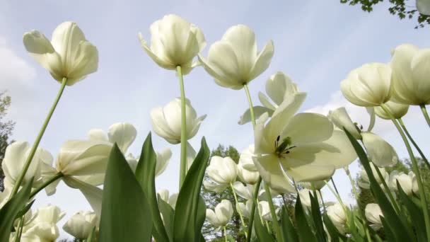 Tulipanes en un jardín soplando en el viento — Vídeo de stock