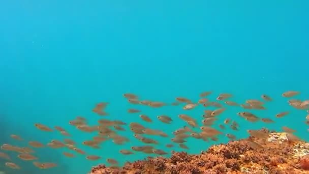 Vida submarina con una escuela de peces — Vídeos de Stock