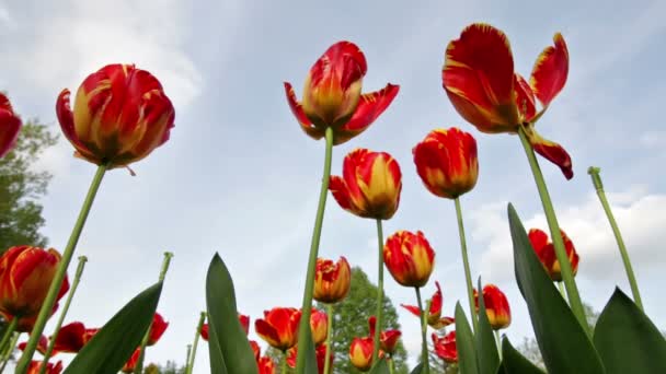 Tulipanes en un jardín soplando en el viento — Vídeo de stock