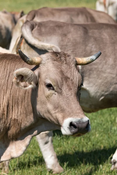 若い牛 — ストック写真