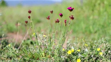 Kartaca Pembesi (Dianthus Carthusianorum )