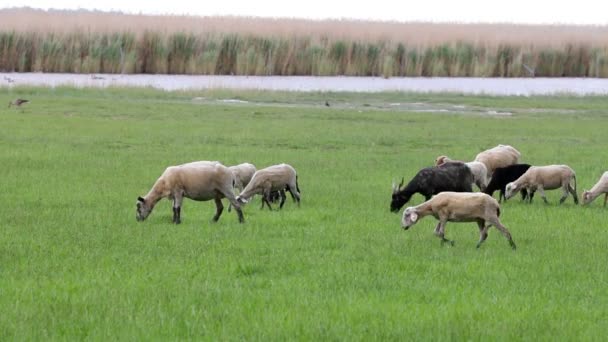 春の牧草地で羊の群れ — ストック動画