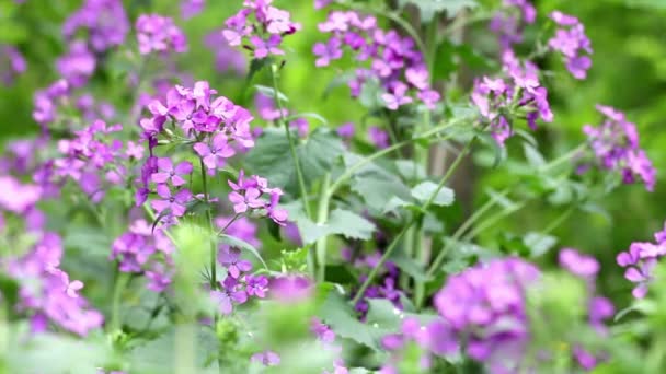 Flores cor de rosa em uma primavera — Vídeo de Stock