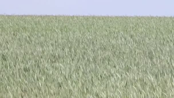 Zelené obilné pole — Stock video