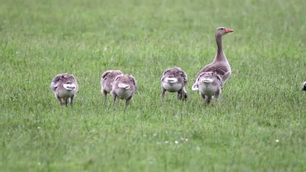 Anser fabalis, rietgans, Neder-Rijn familie — Stockvideo