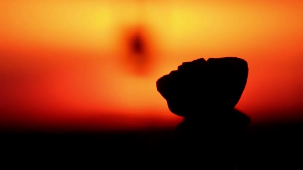 Fleur de pavot près dans une lumière du coucher du soleil — Video