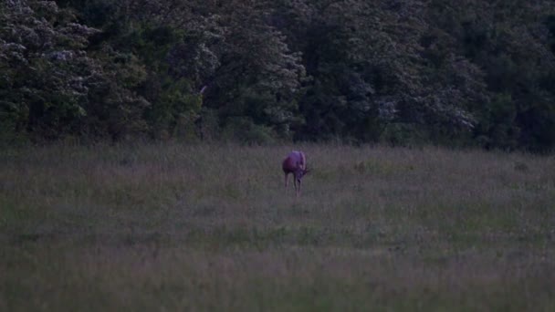 Joven ciervo en el claro del bosque — Vídeos de Stock