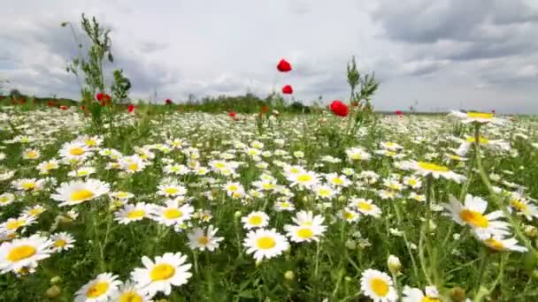 Daisy field in the wind — Stock Video