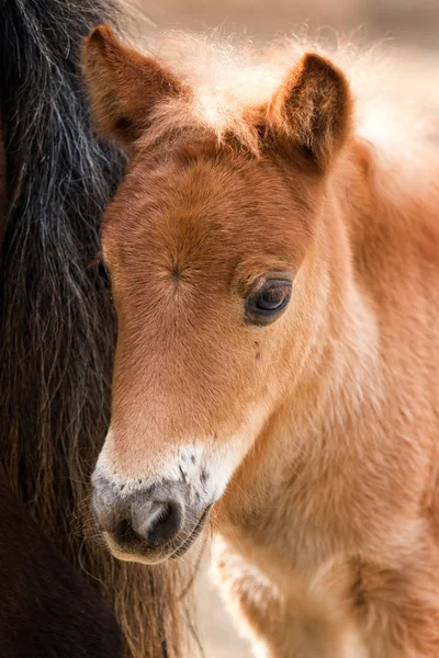 Giovane cavallo brontolone — Foto Stock