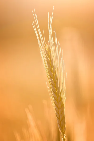 Campo de cereais — Fotografia de Stock