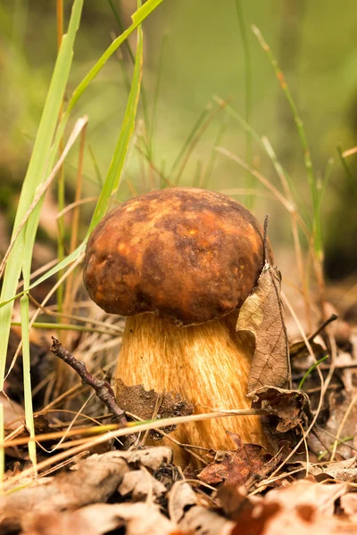 ポルチーニ茸菌 — ストック写真