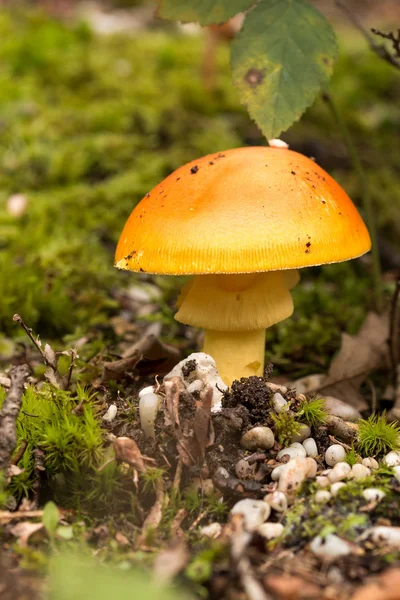 Young Caesar's Mushrooms — Stock Photo, Image