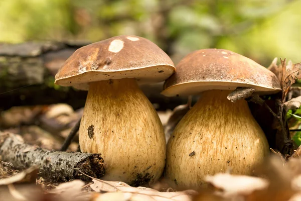 Porcini schimmels — Stockfoto