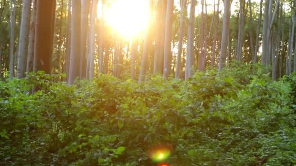Beautiful beech forest with sunlight — Stock Video