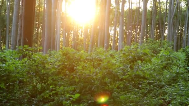 Prachtig beukenbos met zonlicht — Stockvideo