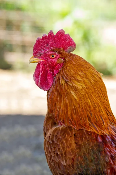 Cock — Stock Photo, Image