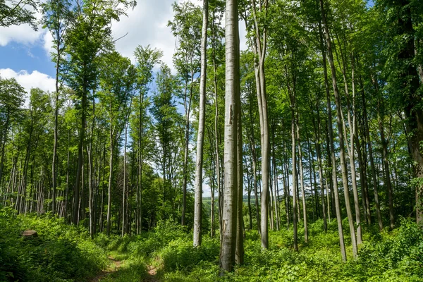 Beech Forest — Stock Photo, Image