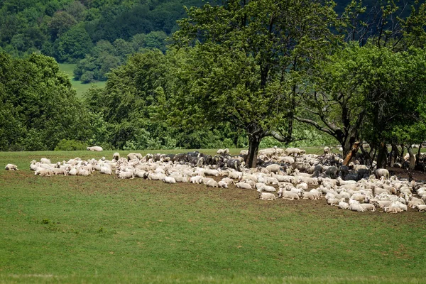 Stado sheepes — Zdjęcie stockowe