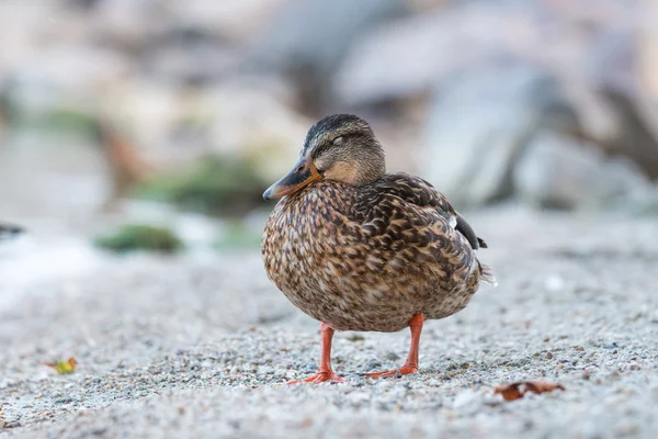 Wildenten — Stockfoto