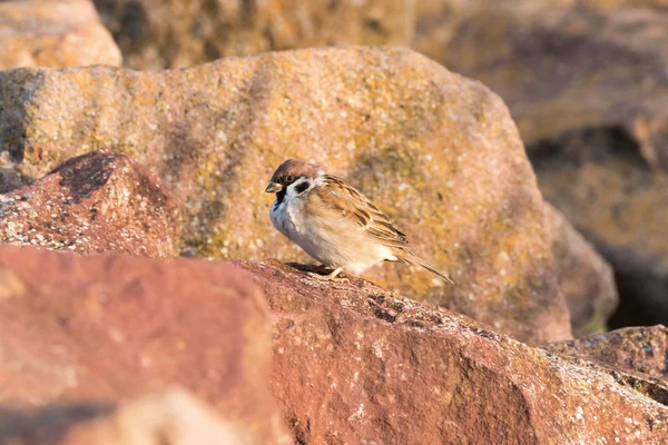 Sparrow — Stock Photo, Image