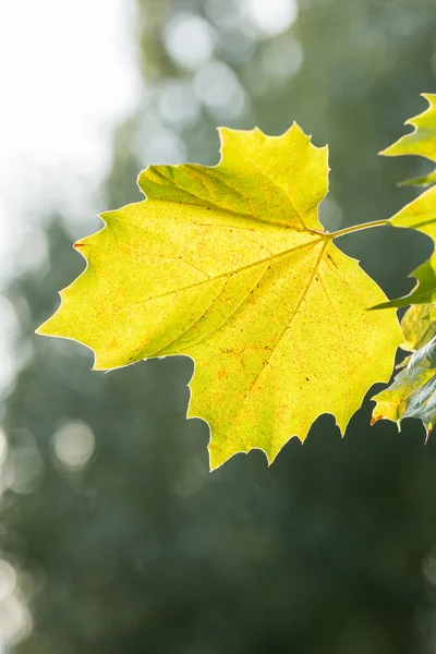 Yellow sycamore leaf — Stock Photo, Image