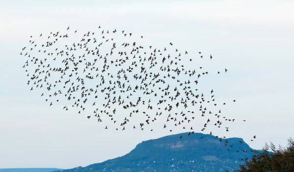 Starlings — Stock Photo, Image