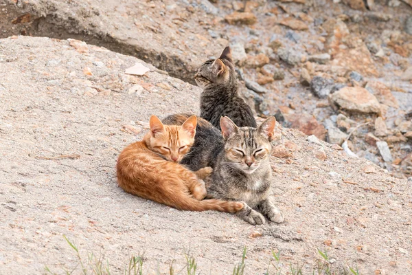 猫家族 — 图库照片