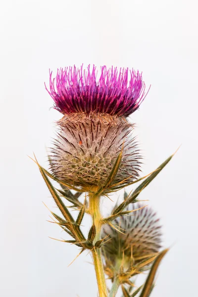 Thistle bloem — Stockfoto