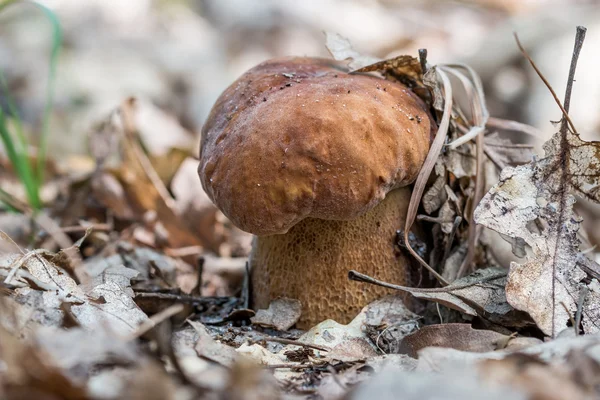 Fungos porcini — Fotografia de Stock