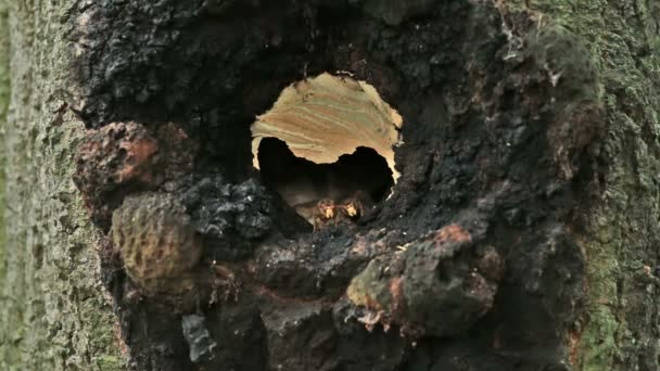 欧洲大黄蜂（Vespa crabro）) — 图库视频影像