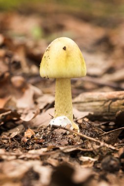 Ölüm Cap, Amanita Phalloides