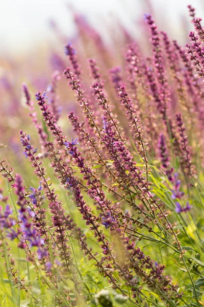 Beautiful wild flowers — Stock Photo, Image