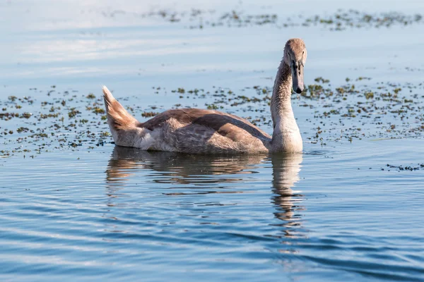 Close-up van jonge witte zwaan — Stockfoto