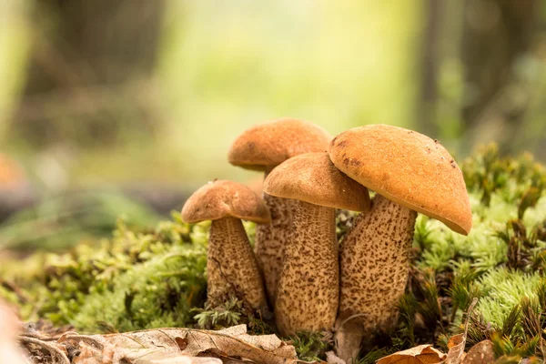 Eetbare paddestoelen soorten, rood-afgetopte — Stockfoto