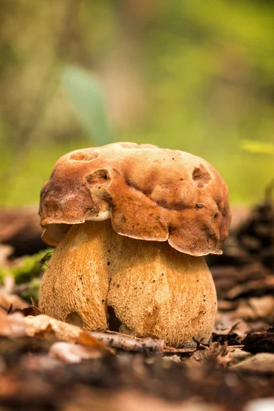Porcini fungi — Stock Image Porcini fungi Royalty Free Stock Images