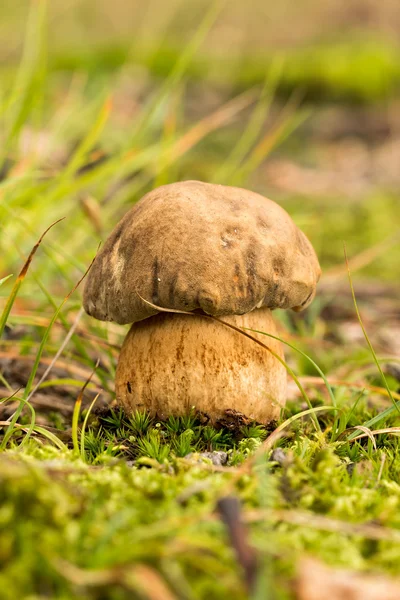 Porcini fungi on the moss (Boletus edulis) — Stock Image Porcini fungi on the moss (Boletus edulis) Stock Image