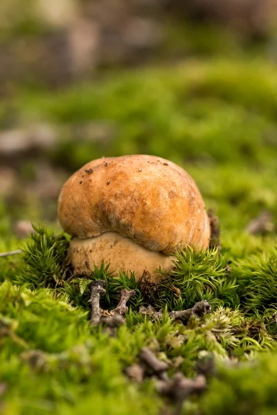 Porcini fungi on the moss (Boletus edulis) — Stock Image Porcini fungi on the moss (Boletus edulis) Stock Photo